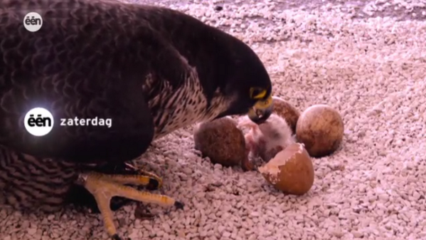 DierenInNesten's tweet photo. Nieuw leven in een nieuw seizoen van #diereninnesten, zaterdag om 20u10 op @een http://t.co/E1rCVvzJg1 http://t.co/vg2GVVBy9C