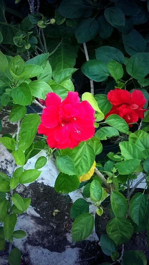 EvergreenFlow's tweet image. 