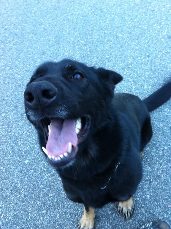 acapabledog's tweet photo. Nova trying to French kiss anyone in her path this valentines day ( and the other 364 days a year) http://t.co/UyVmgsWNhn