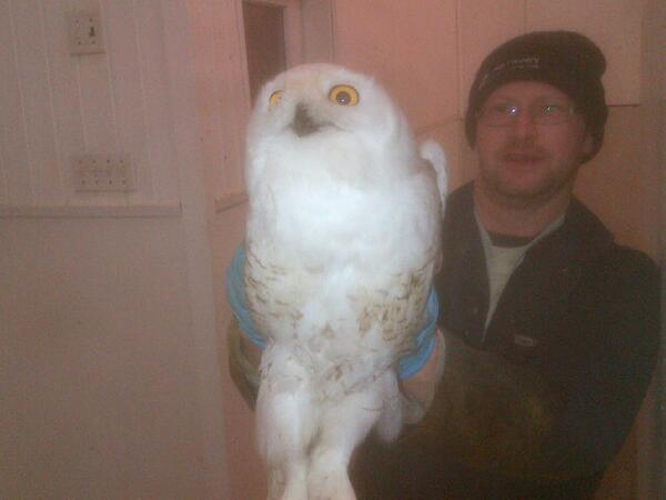 Natural bird control. #no dummy