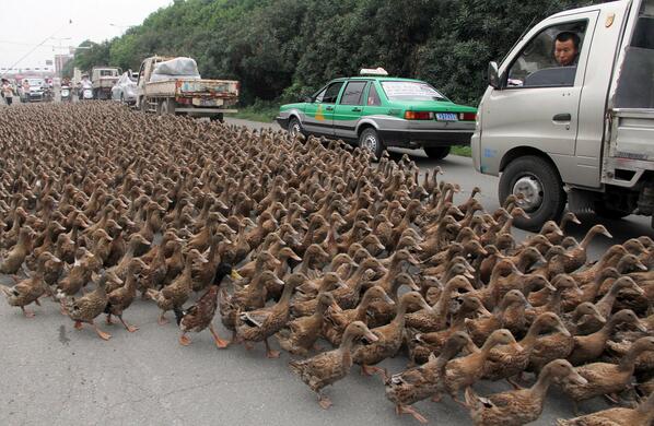 Animalsbe's tweet photo. Duck Crossing in China http://t.co/O7v9nPWtFA