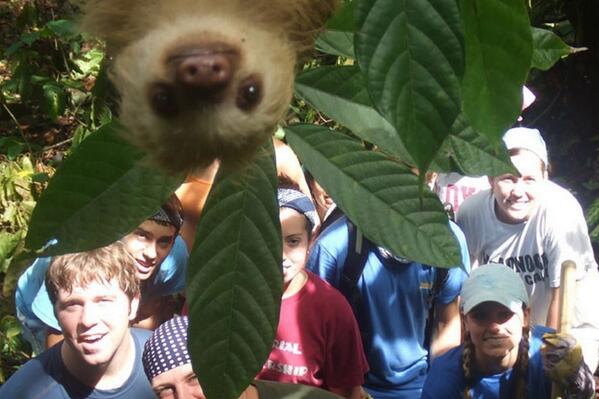 Animalsbe's tweet photo. Sloth Photobomb! http://t.co/UN1cVshcEU