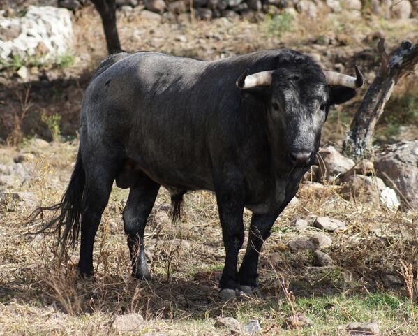 Para la <a href="/monumentaldemor/">MonumentaldeMorelos</a> toro #27 , este sábado corrida de rejones <a href="/los_encinos/">Los Encinos</a>