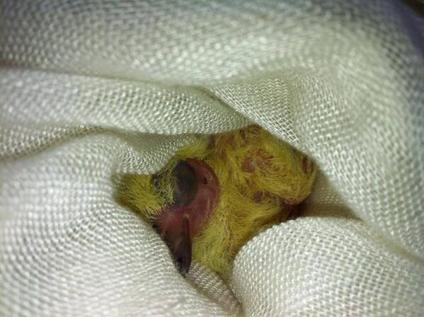 Baby Pigeon rescued by a volunteer :)