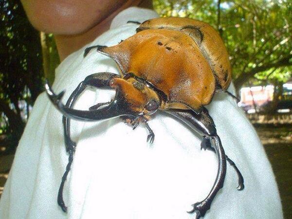 PCEPestControl tweet picture