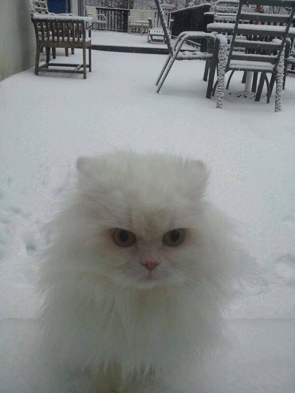 Animalsbe's tweet photo. Experiencing snow for the first time, not impressed http://t.co/J0TZfkcITY