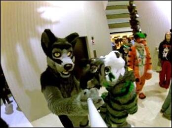 KhamiraTigs's tweet image. Me and my lovebutt, @GW0LF &amp;lt;3 #FursuitFriday #MFF2013 #ValentinesDay