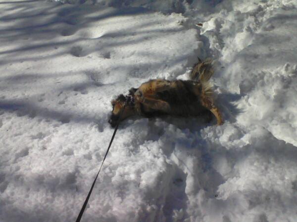 RT <a href="/Madwriter1970/">Danny Adams - @Madwriter1970@vmst.io</a>: <a href="/City_of_Roanoke/">City of Roanoke</a> Tucker has made peace with the snow here in Ferrum.