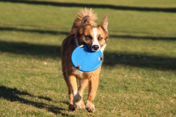 Fetchbee's tweet image. What is your furry friend getting for #ValentinesDay