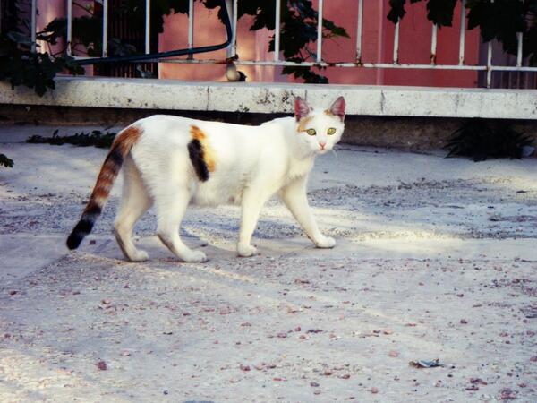 yasamverenkler's tweet image. Kedicciiikciiklerim :)