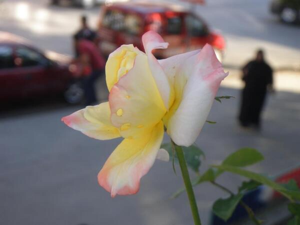 yasamverenkler's tweet image. Çiçek fotoğrafı çekmek harikaa :))