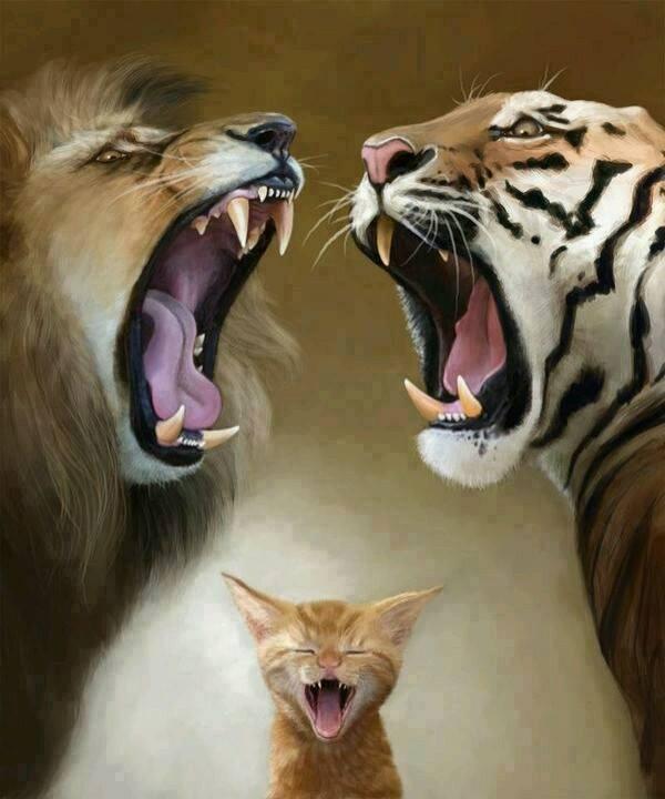 aslan: Felis leo (Panthera leo)
kaplan: Felis tigris ( Panthera tigris)
kedi: Felis catus ( Felis domesticus)
