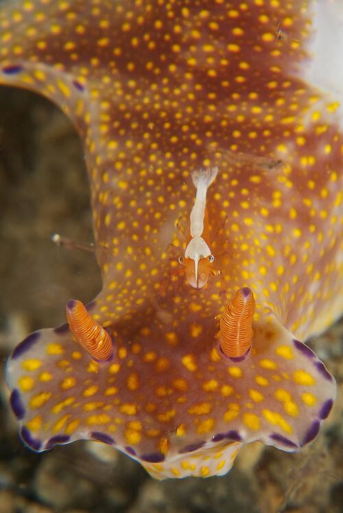 picsoftheocean's tweet photo. Emperor Shrimp are often called the "Hitchhikers of the Sea", they ride around on top of sea cucumbers &amp; nudibranchs. http://t.co/buvMt4rB7b