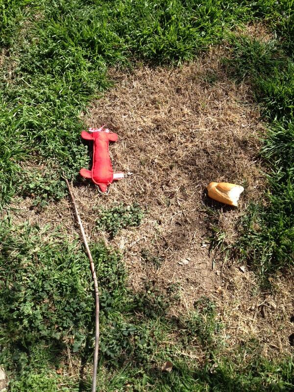 MaryMakesGood's tweet image. I give her bread, she leaves it in the yard. Treats, you're doing it wrong! #simpledog