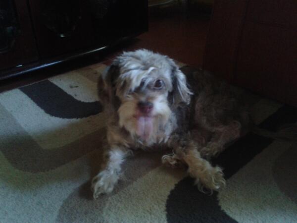 debydevalo's tweet image. La nueva integrante de la.familia . llego hace tres dias....la encontramos en la calle.sin dueño.su nombre es pepa :)