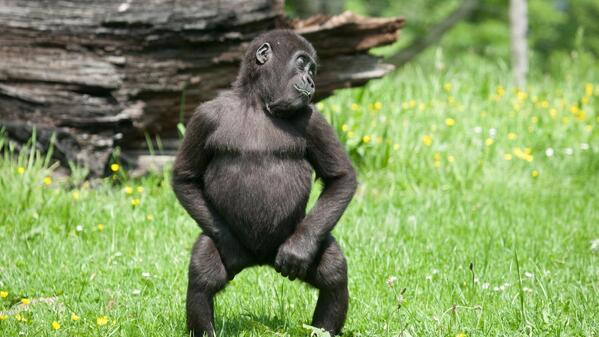 Animalsbe's tweet photo. Striking a pose! http://t.co/mQ3uSdHxOR