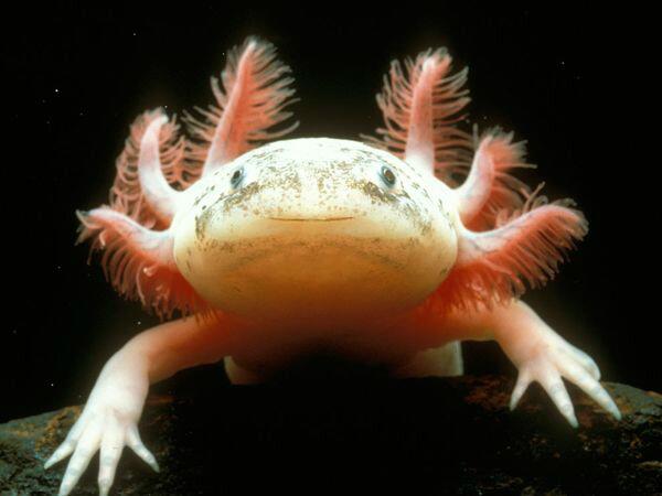 Animalsbe's tweet photo. Check it out! Which Strange Animals Look Like Aliens? http://t.co/B7kky4H36o http://t.co/n0WiauB1ke