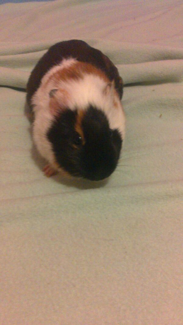 rafasketer's tweet image. Mi cobaya