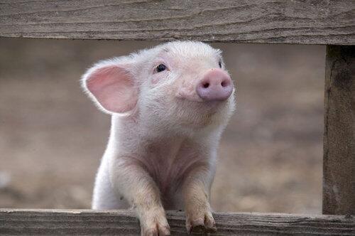 おもしろ動物 全635枚 Twitterで話題の人気画像まとめ 新着順113ページ目