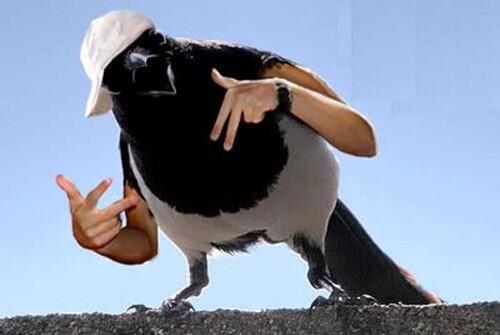 birdarms tweet picture