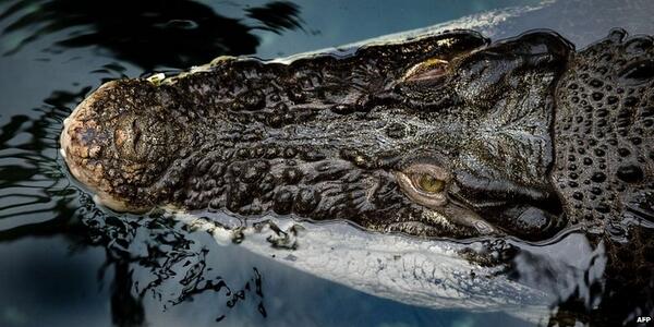 BBCNews's tweet photo. Can crocodiles climb trees? 10 things we didn't know last week http://t.co/ZVgtxan5Vt http://t.co/wYUuhlBFRE