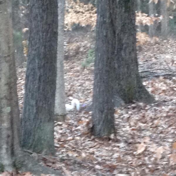 Albino squirrel in MS. It also has a twin, but couldn't get a pic of both together.