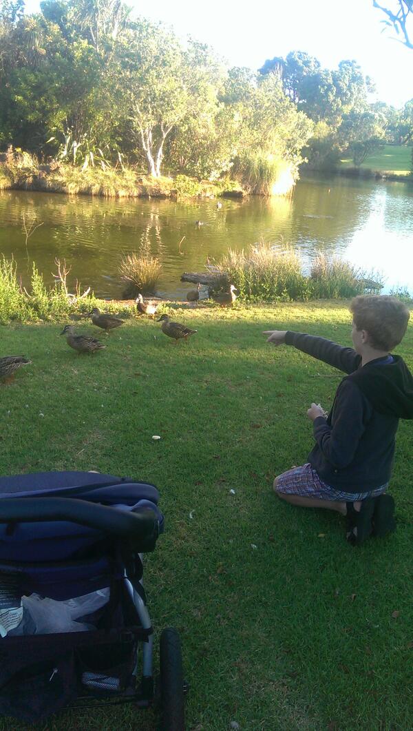 lucymk's tweet image. Duck mum!!! Duuuuuuuck! Chicken!!! #pukeko