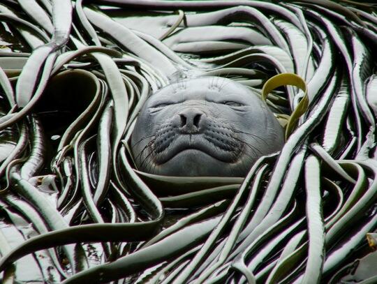 picsoftheocean's tweet photo. An Elephant Seal in kelp http://t.co/QwBXKZdiNQ