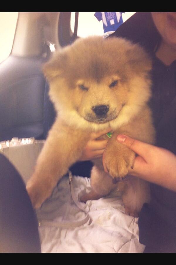 ChelsieLeighxo's tweet image. My new baby Chow Chow off Ric, #love #mychowchow 🐶❤