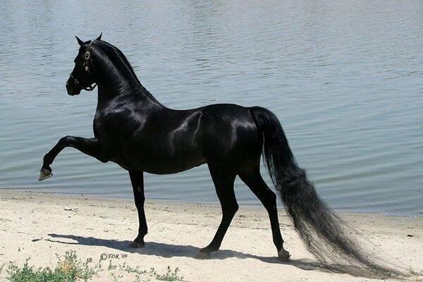 _Paisajes_'s tweet photo. Precioso Caballo pura sangre árabe. http://t.co/vxcccaHjW2