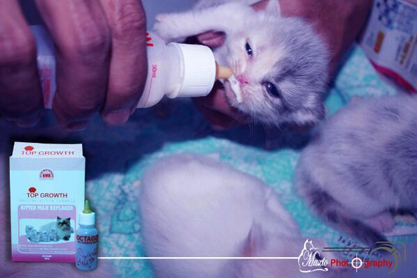 maxto81's tweet photo. Iya biar ndut."@KucingRumpi: Aw! Biar sehat:3 "@maxto81: Mimik cucu duyu..@/Info_Kucing @/fakta_kucing @KucingRumpi http://t.co/yxMseiIDbs""