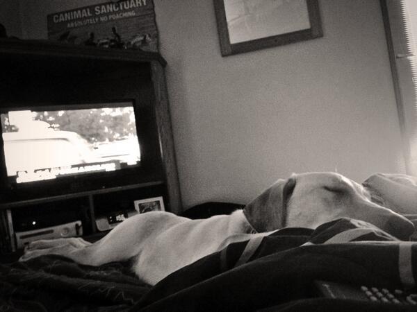 Kass_Packer's tweet photo. Lazy day with Lexi Bear 🐶😍 http://t.co/nRElKp1NiT