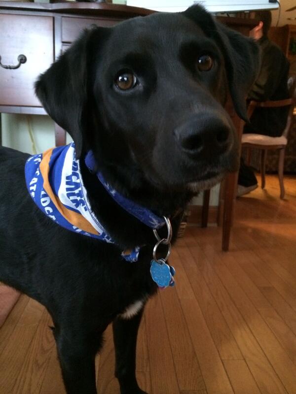 kherr1's tweet photo. Ready for the game! #GoCats http://t.co/swhmyyXpfP