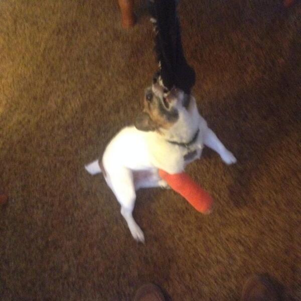 JesterRussell's tweet image. I don't know why he won't really play with me. I got this!