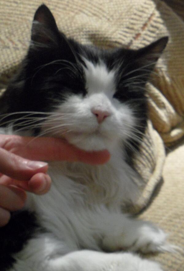 susanosman's tweet photo. Our beautiful Sylvester -  now in cat heaven - 14/2/14 - we love you so much and will miss you forever xxx http://t.co/XzW5KquJEJ