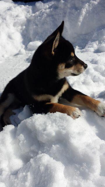 cb_assault8's tweet photo. New puppy http://t.co/IAMTQf2ieM