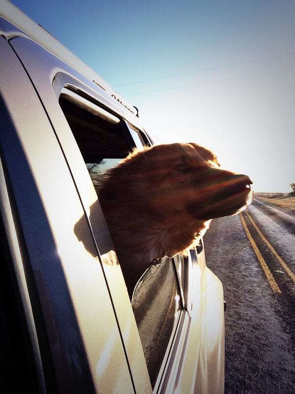 AnimalCareTec's tweet image. We&apos;re gearing up for the show at #WVC2014 Are you going???