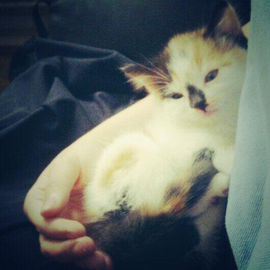 breaking_fear's tweet image. Love this kitty catt!