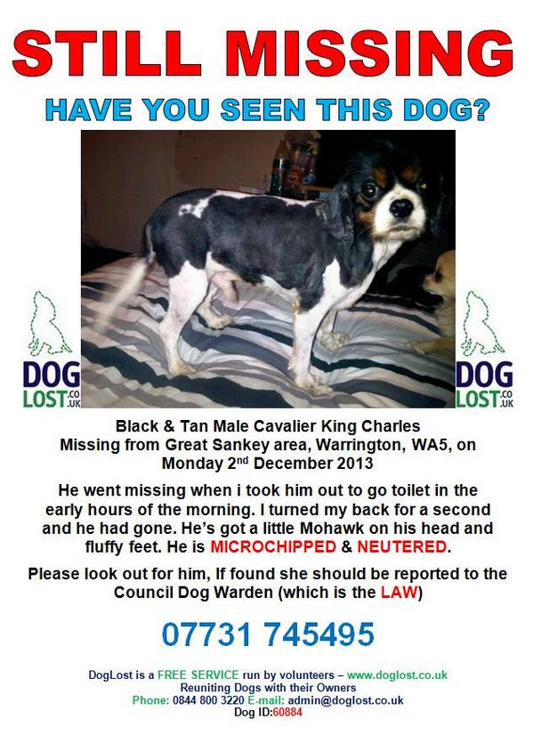 Have you seen Monty a Cavalier King Charles missing from Great #Sankey #Warrington on 2/12/13. #HelpFindThem