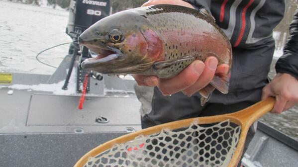 Double-Dawg Dare. ift.tt/1gnfkPG #trout #flyfishing