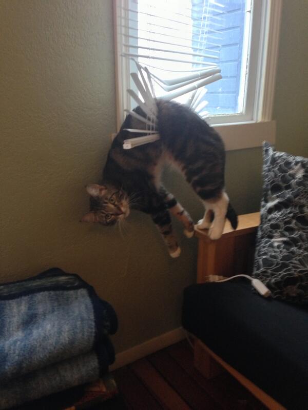 Animalsbe's tweet photo. Nothing happening here http://t.co/Q4wLEytQcU