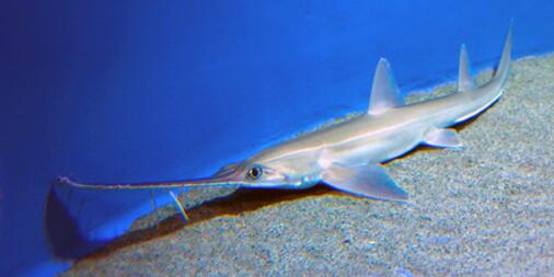 ノコギリザメ、2月6日に葛西臨海水族園に登場！ 全長約1m。長く伸びた