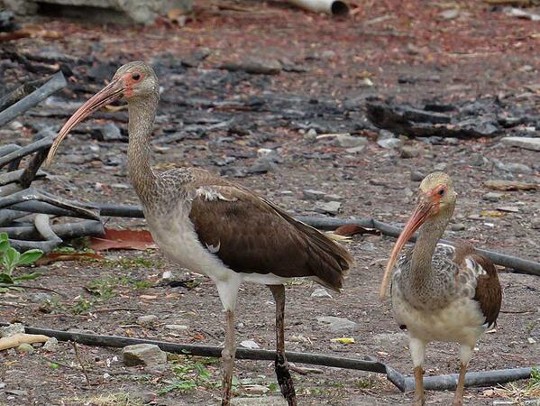 Aves residentes de la Ciénaga de Las Macanas: Ibis Blanco. Éstos jóvenes se fueron de paseo al pueblo. #AvesDeTwitter