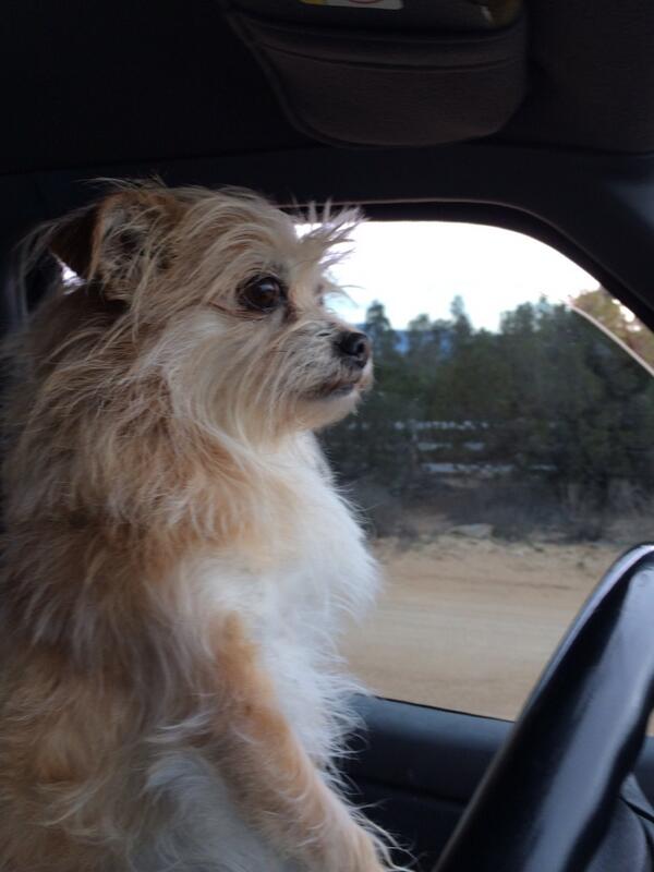 DanielGlomboske's tweet photo. Sadie learning to drive. http://t.co/PDioQJc0p1