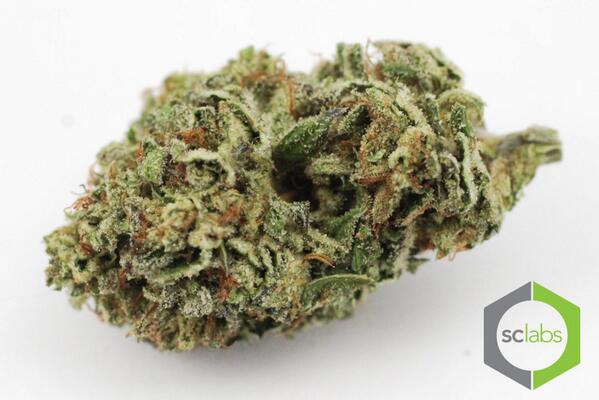 KindGenetics's tweet image. jMedicinal Organics! cup winnin' genetics #PlatniumCookies #clones in @KindGenetics @Kind_Peoples