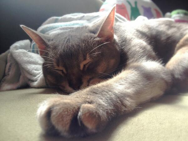 ねんねこTimeＯｏ。_(-ω-_　)_ #cat ＃猫部