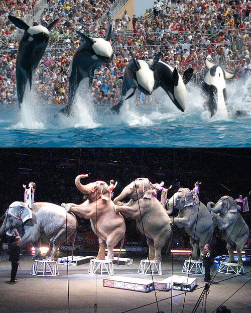 OrcaSOS's tweet photo. "@jeffrey_ventre What's the difference between these performing #Blackfish &amp; these circus elephants??
A: NOTHING http://t.co/zFegCg6XXf"