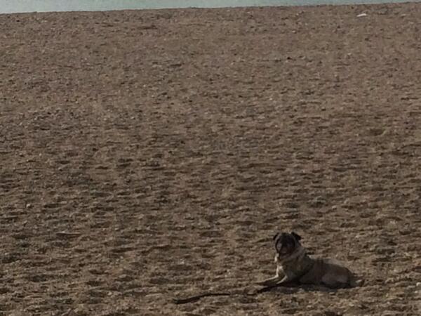 puggear tweet picture