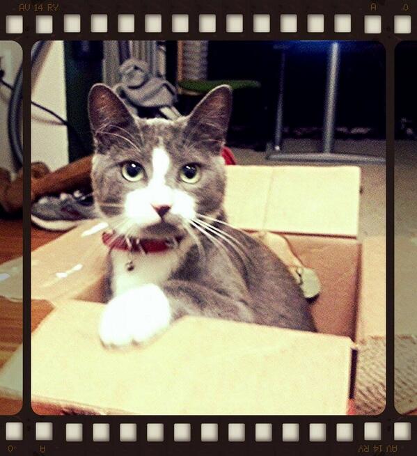 jnnfir's tweet photo. @wilw #INTERNETNEEDSMORECATS This is Momo in a hard cider box http://t.co/RRIeXmYnze