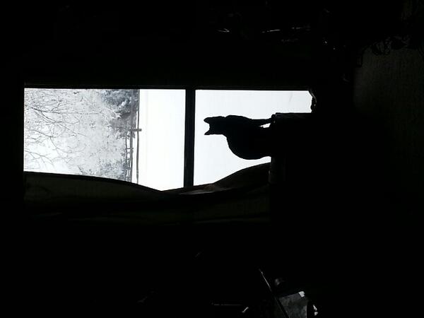 toastwitch's tweet photo. @wilw Randall Flagg waiting for spring #INTERNETNEEDSMORECATS http://t.co/8VXl2z7hKS